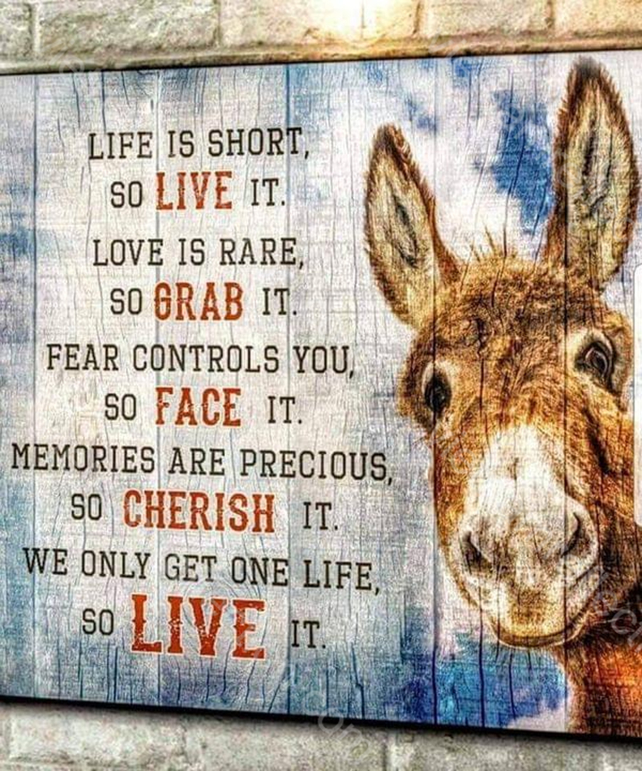 Donkey Life is short so live it canvas